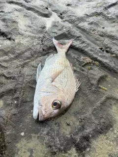 Snapper