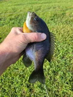 Bluegill