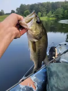 Bass