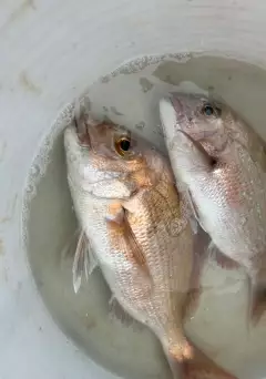 East coast Snapper