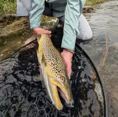 Brown Trout on the Bow River. Calgary AB