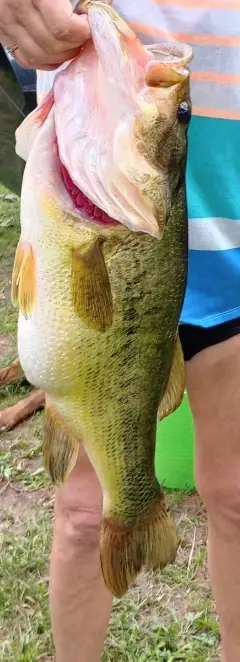 Big Bass