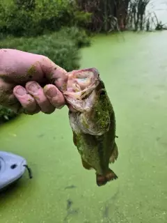 Bass