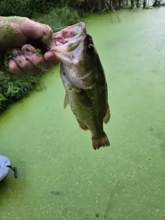 Bass