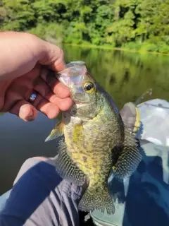 Crappie