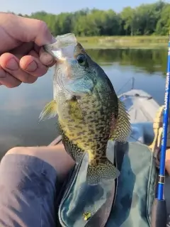 Crappie