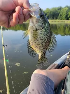 Crappie