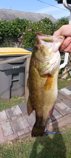 Lmb