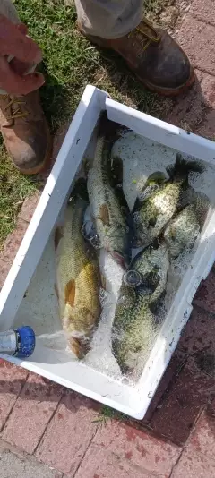 Crappie and lmb