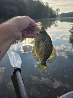 Crappie