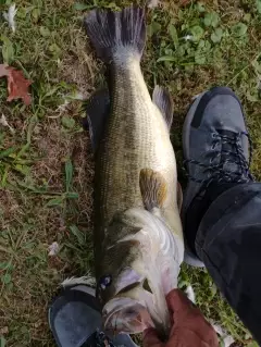 Giant bluegill