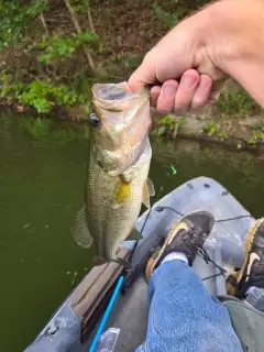 Bass