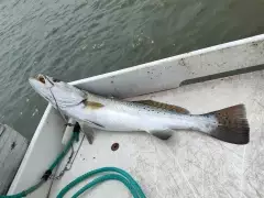 17 inch Spotted Trout.