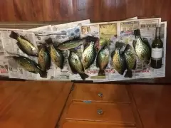 Crappie