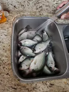 Crappie