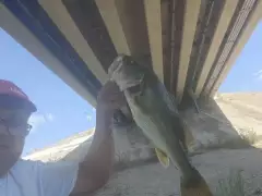 Large mouth bass