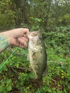 2lb bm basss