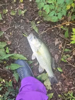 2lb bm bass