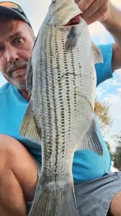 6lb. Striper bass