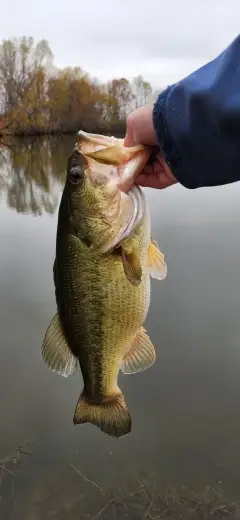 Largemouth bass 6lbs 14oz