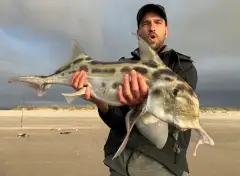 A big suprise at sunset fishing at a remote beach in New Zealand