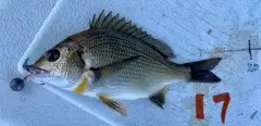 Black Bream (17cm)