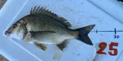 Black Bream (25cm)