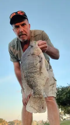 5 lb. Tilapia