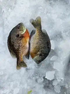 8 inch  bluegill