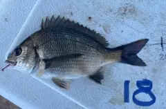 Bream - Black