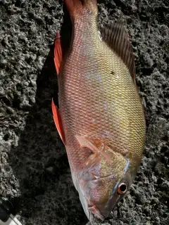 Snapper