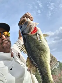 Large mouth bass