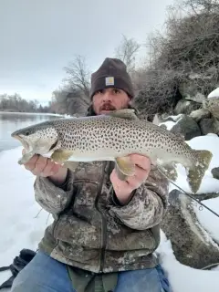 Brown trout